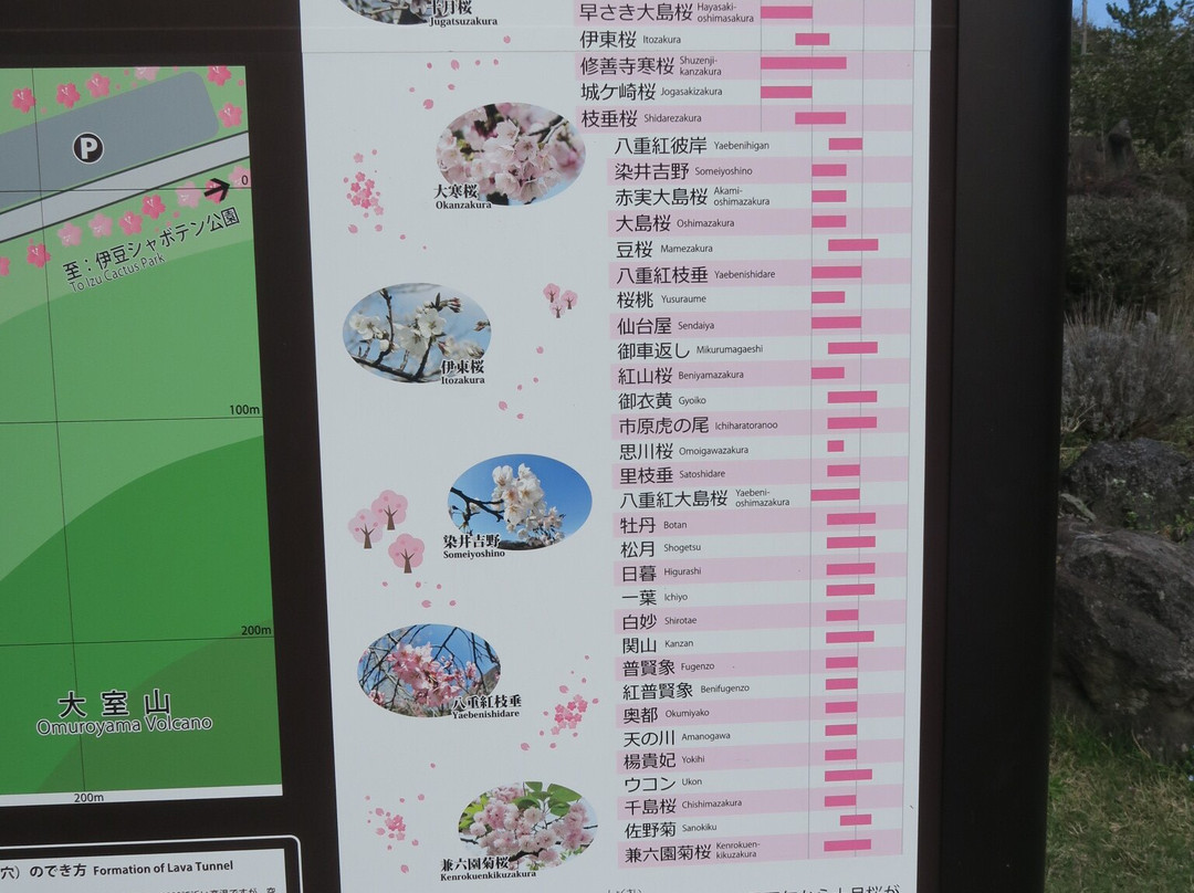 Sakura no Sato-伊东市必去景点