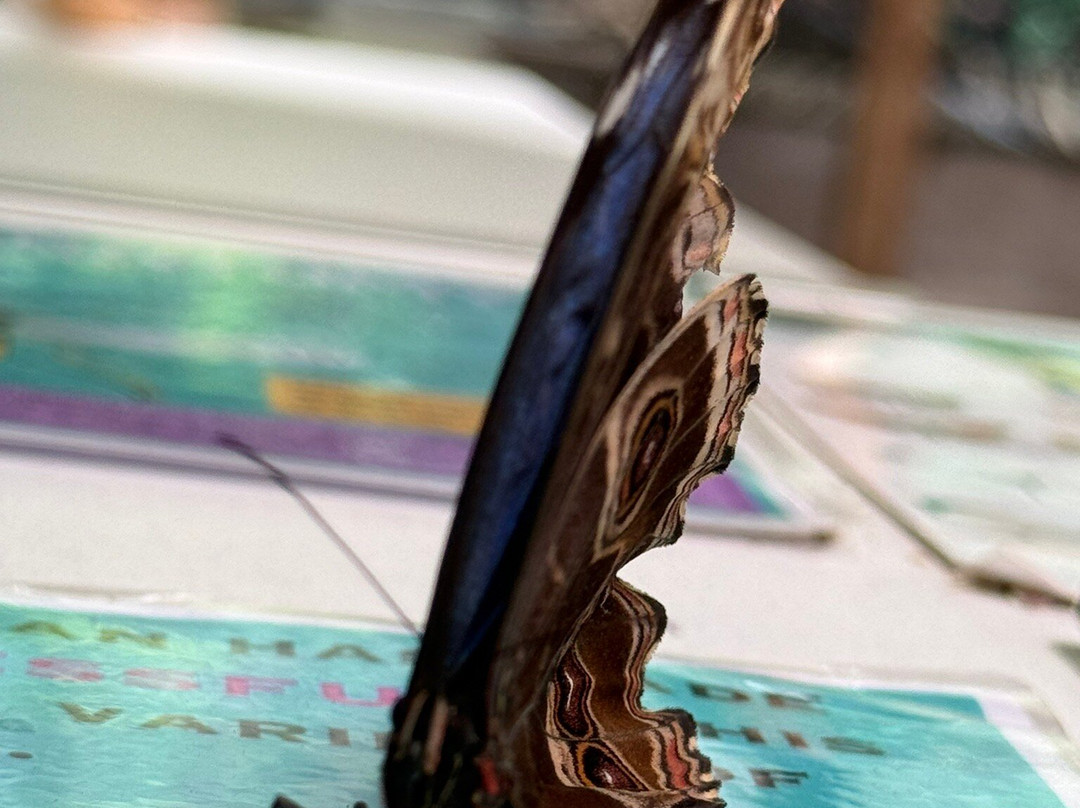 Stratford Butterfly Farm-埃文河畔斯特拉特福必去景点