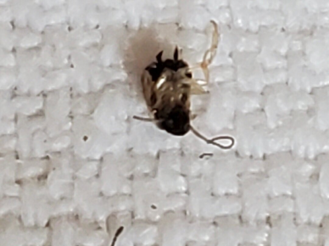 蒂顿瀑布泽西海岸红顶主图