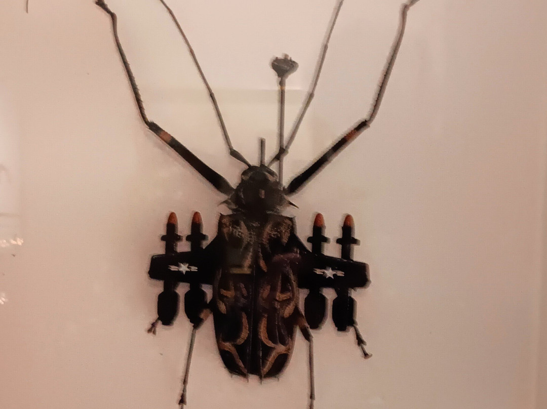 Banksy Museum - Brussels-布鲁塞尔必去景点