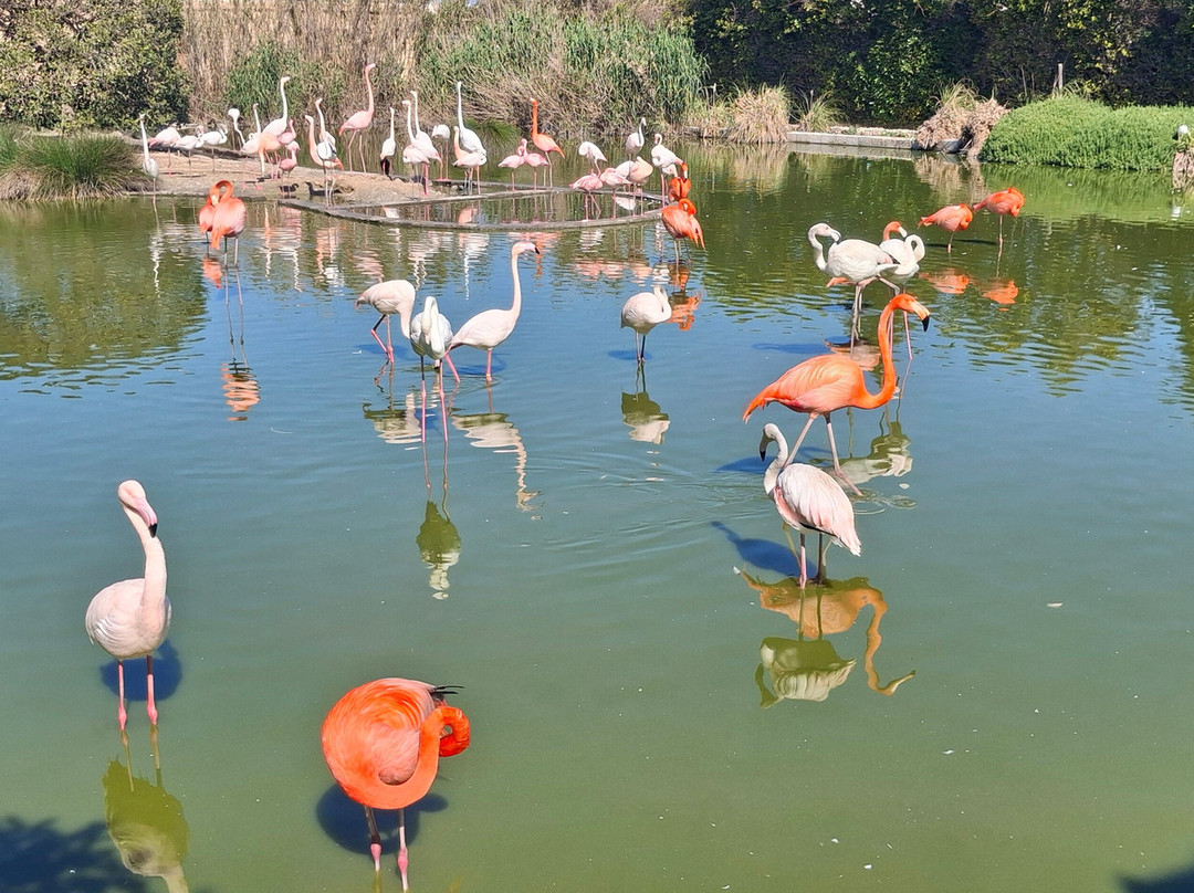Birdpark Malta-Salina必去景点