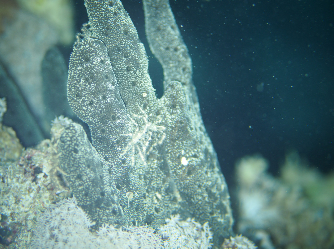 Extra Divers Worldwide El Quseir-艾尔可西利亚必去景点