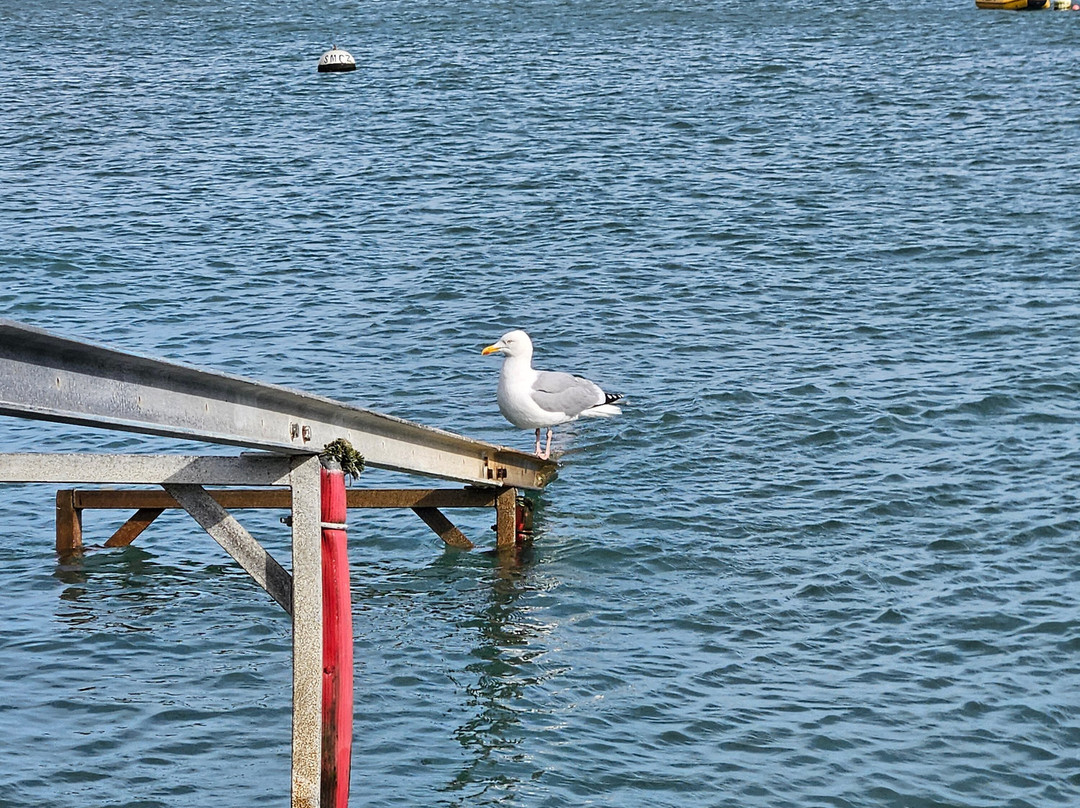 Pembrokeshire Islands Boat Trips-Skomer Island必去景点
