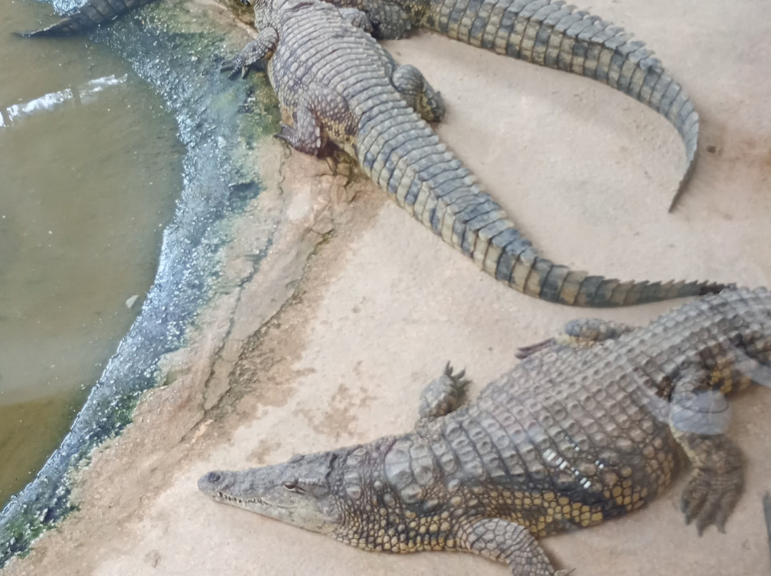 Crocodile Park-托雷莫里诺斯必去景点