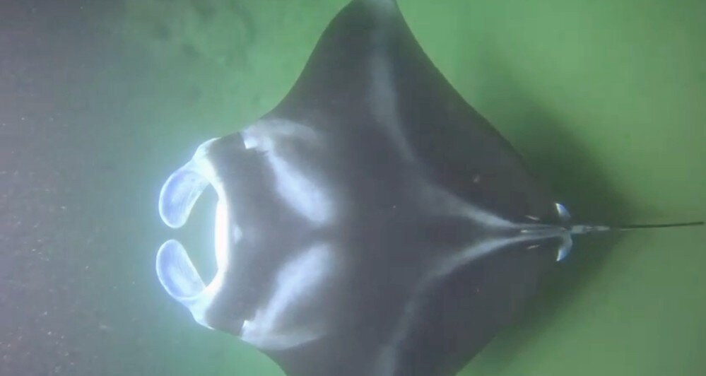 Liquid Hawaii-普阿克必去景点