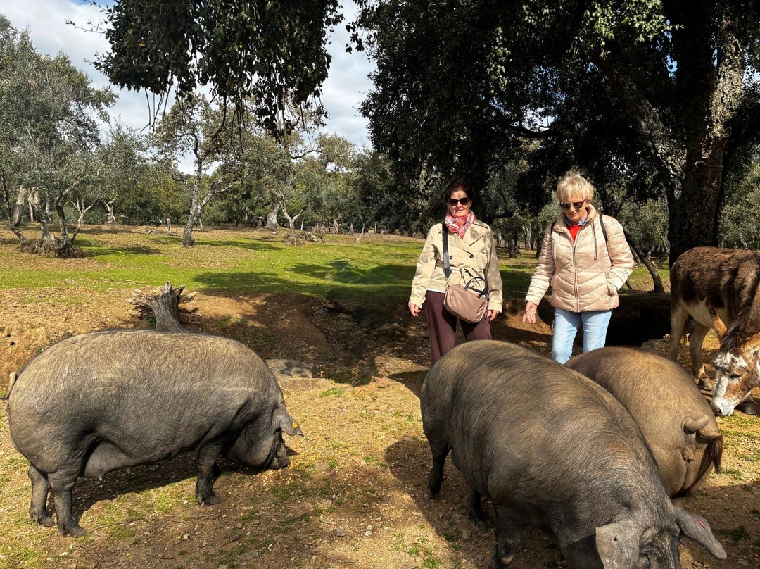 Ibéricos Vázquez-阿拉塞纳必去景点