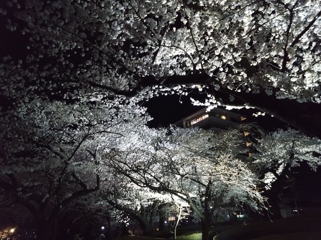 Kaiseiyama Park-郡山市必去景点
