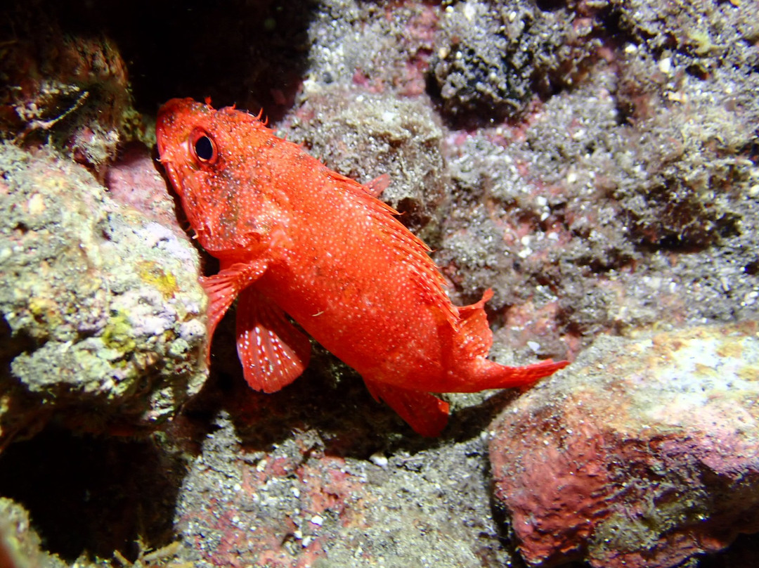 Dive Saint Helena-Jamestown必去景点