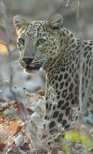 Pench Tiger Reserve-Kohka必去景点