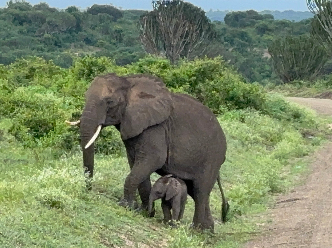 Signature African Safaris-坎帕拉必去景点