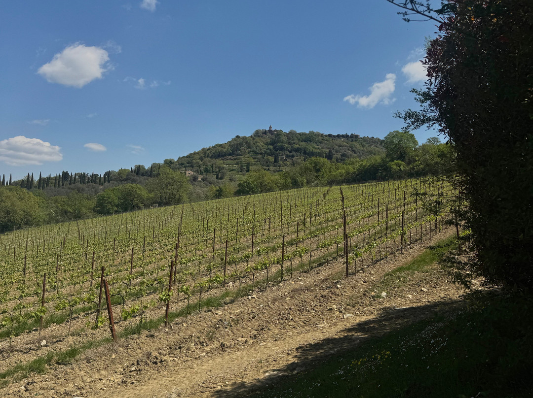 Casanuova delle Cerbaie-蒙塔尔奇诺必去景点