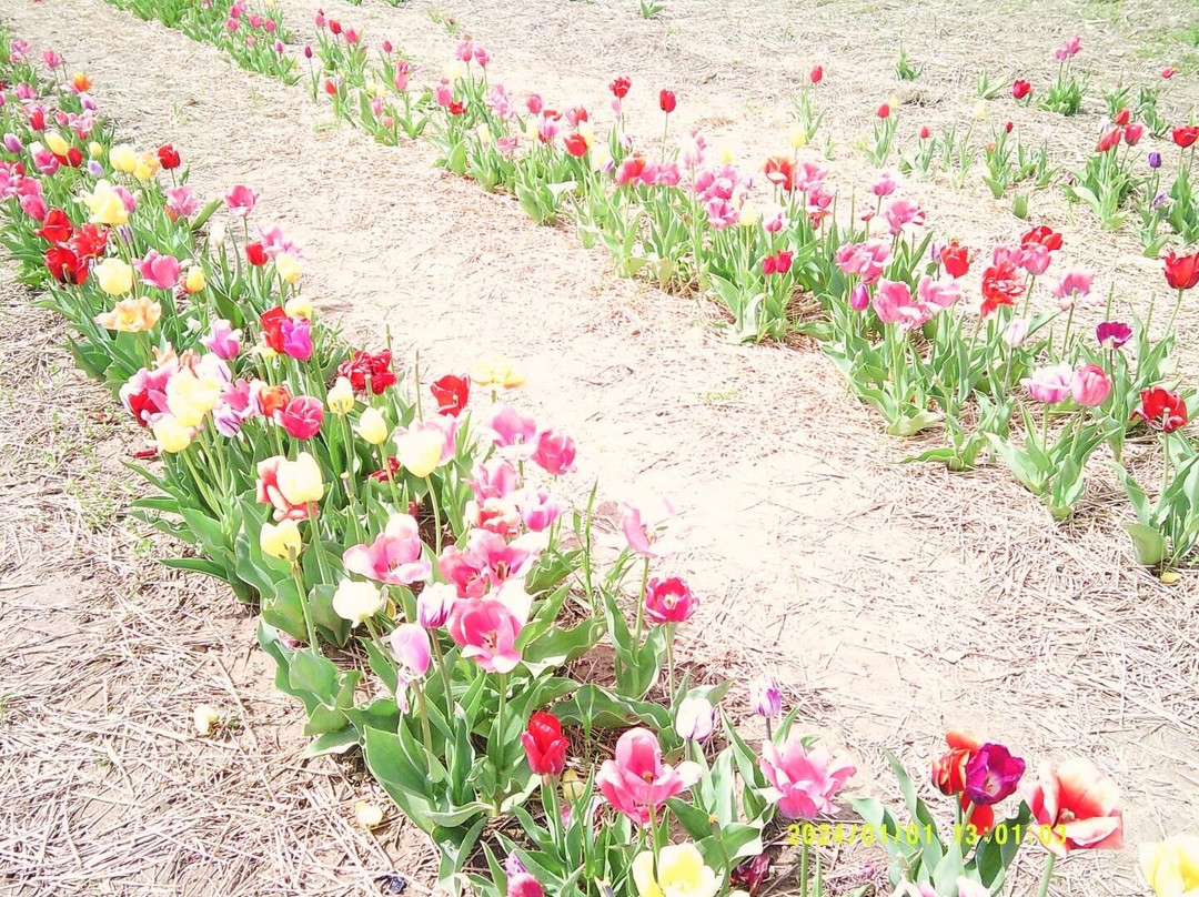 White House Fruit Farm Inc.-Canfield必去景点