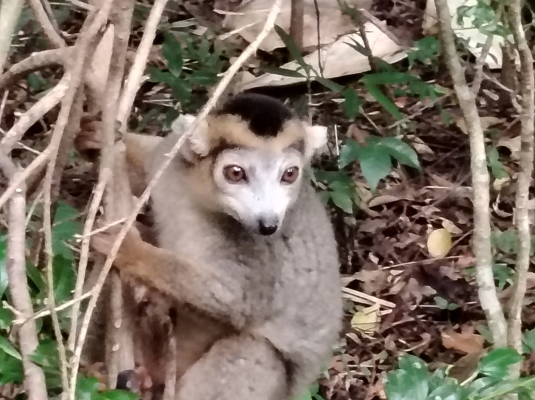 Madagascar Visite Company-安塔那那利佛必去景点