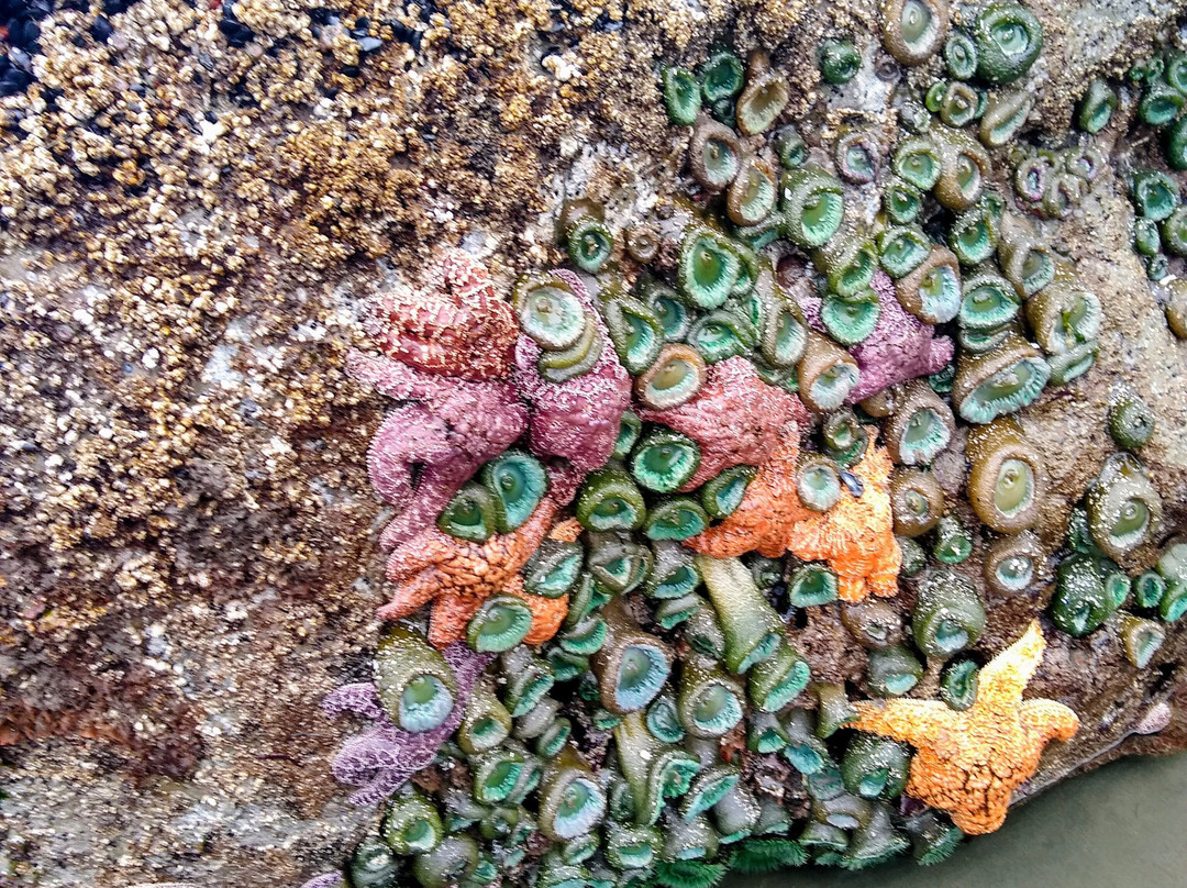 Second Beach-La Push必去景点