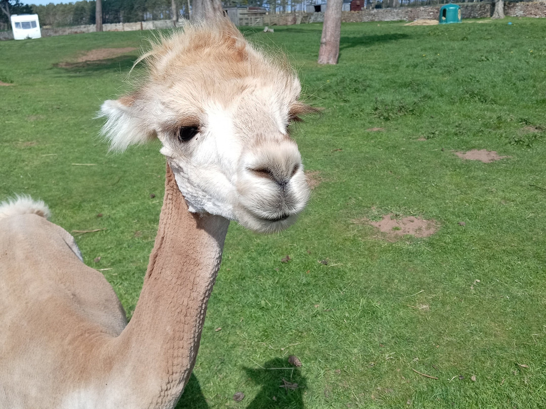 John Muir Alpacas-Dunbar必去景点