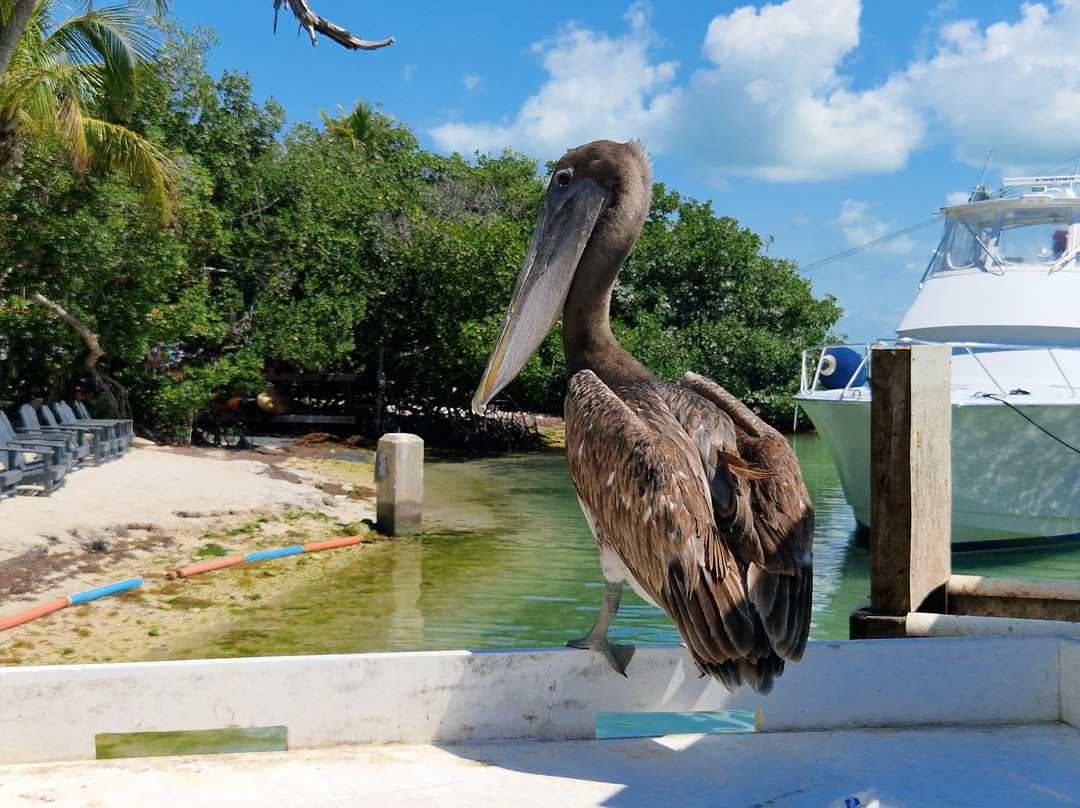 Robbie's of Islamorada-伊斯拉摩拉达必去景点