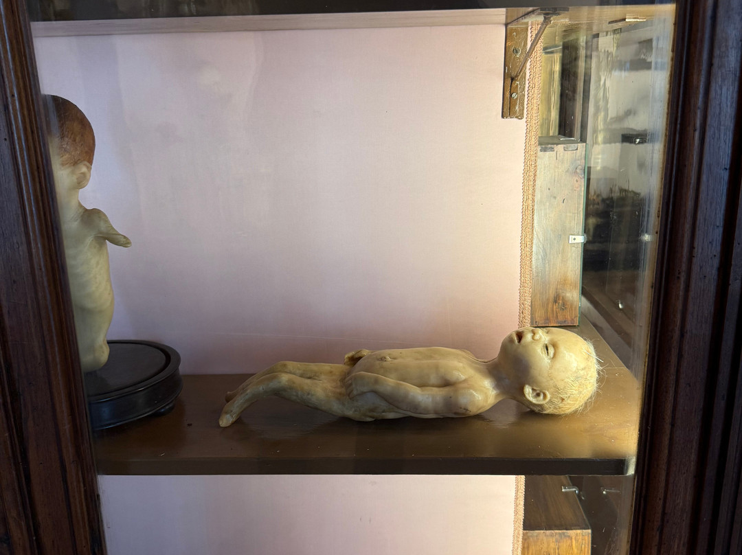 MUSA - Museo Universitario delle Scienze e delle Arti-那不勒斯必去景点
