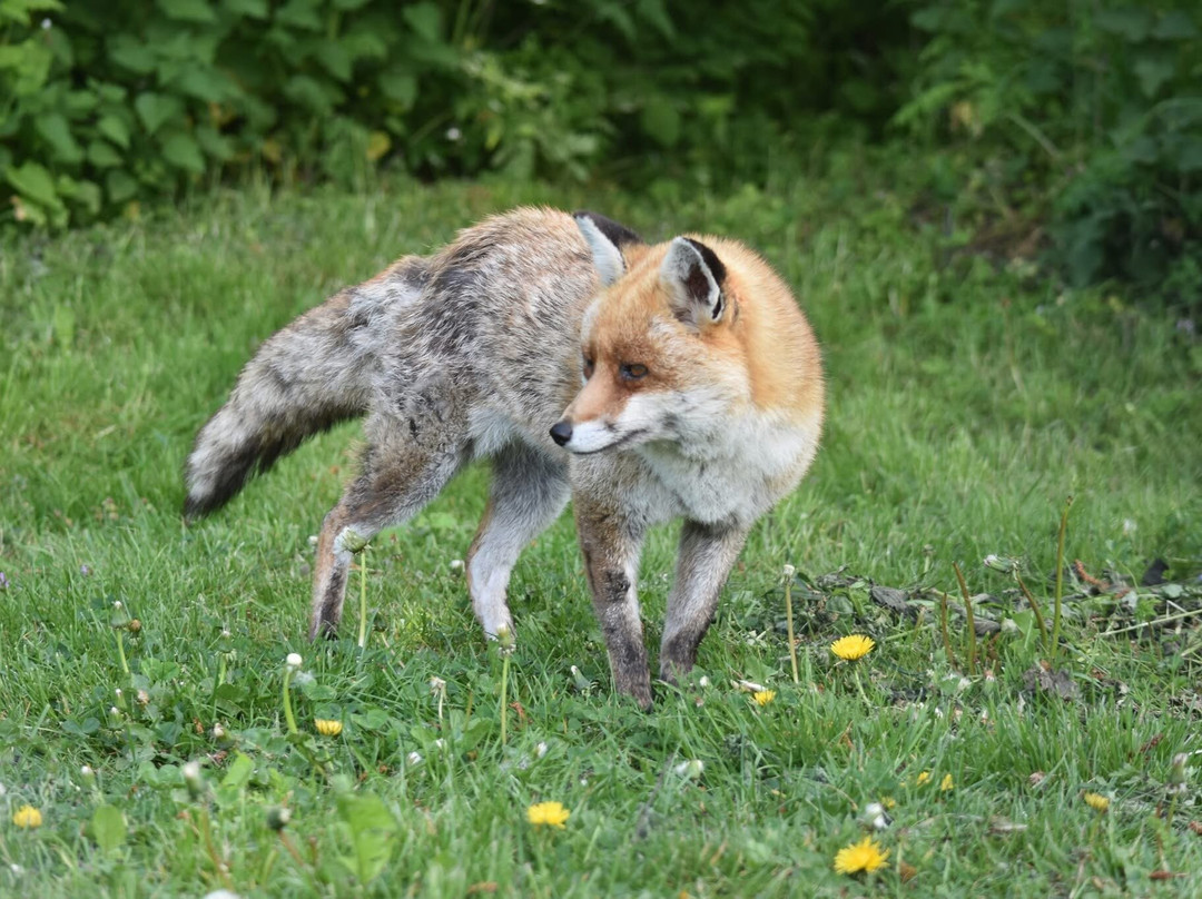 British Wildlife Centre-Lingfield必去景点