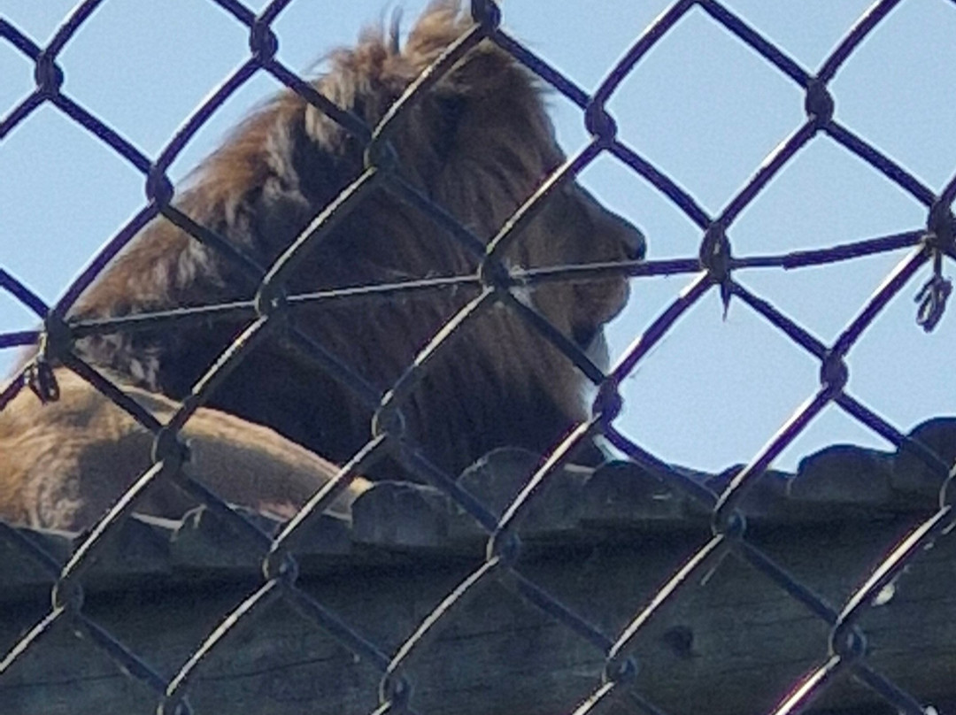 Howletts Wild Animal Park-坎特伯雷必去景点