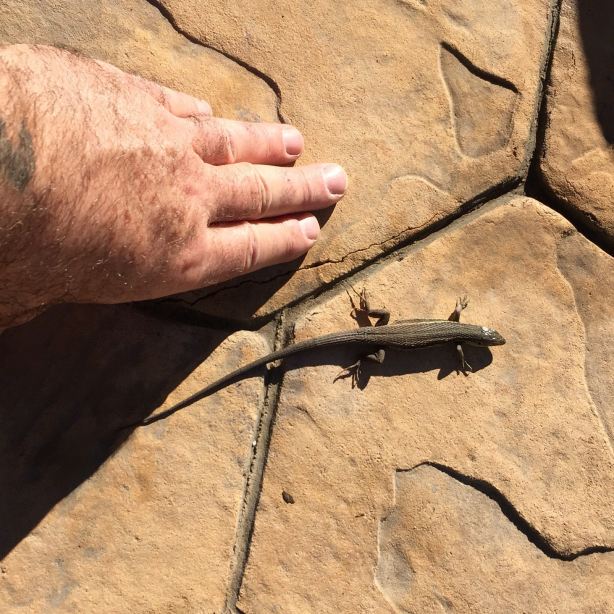 洛杉矶卡霍诺斯酒店-旅行者