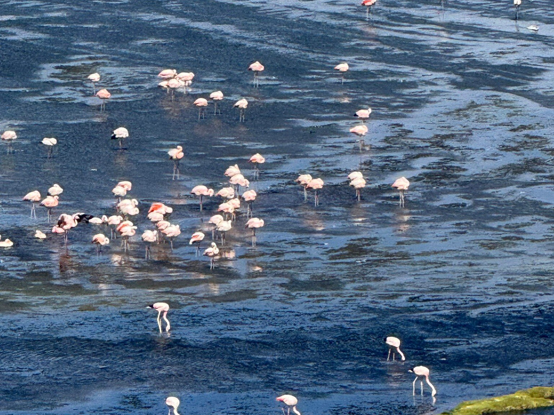 Laguna Colorada-乌尤尼必去景点