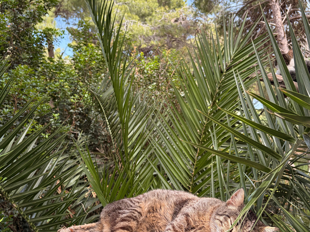 Kallithea Cats-Kallithea必去景点