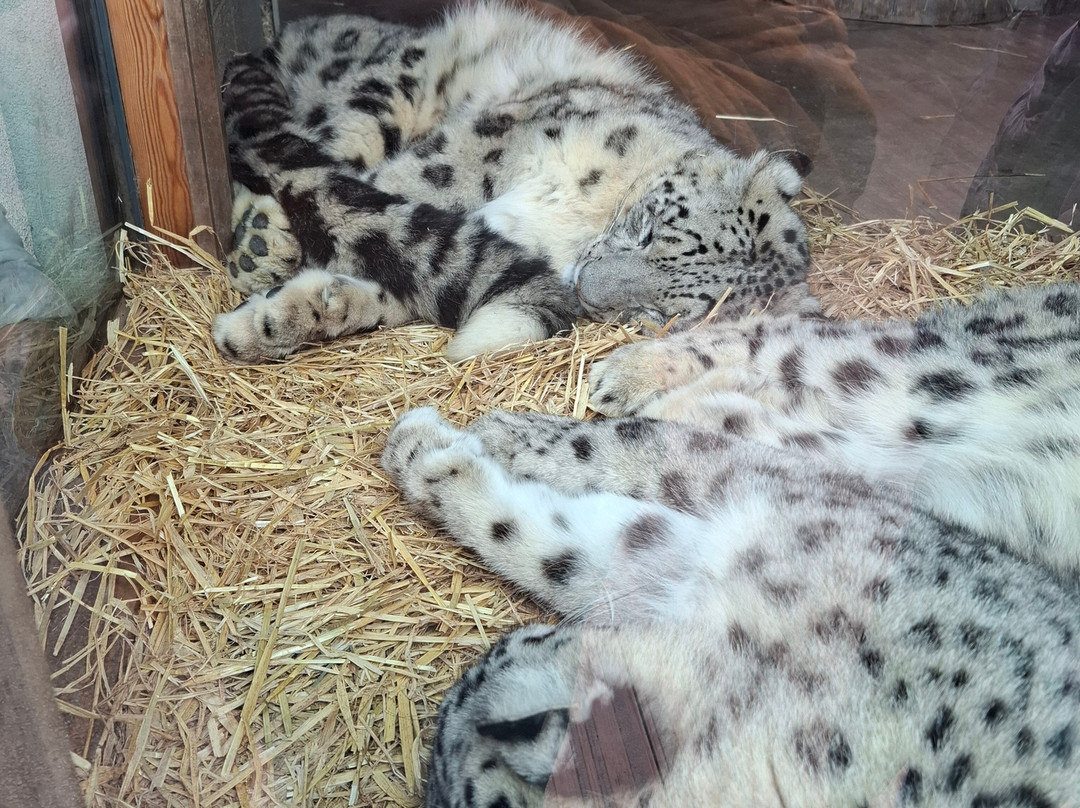 Welsh Mountain Zoo-科尔温湾必去景点