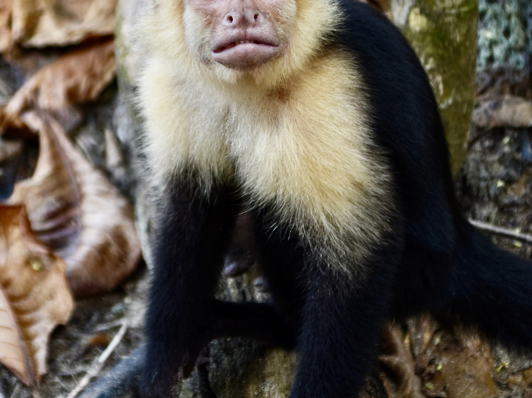 Manuel Antonio National Park-哥斯达黎加安东尼奥国家公园必去景点