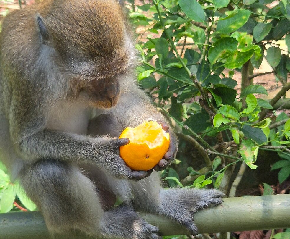 Orang Utan Island-新芒魏必去景点
