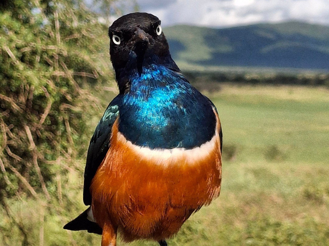 Taita Hills Wildlife Sanctuary-西察沃国家公园必去景点