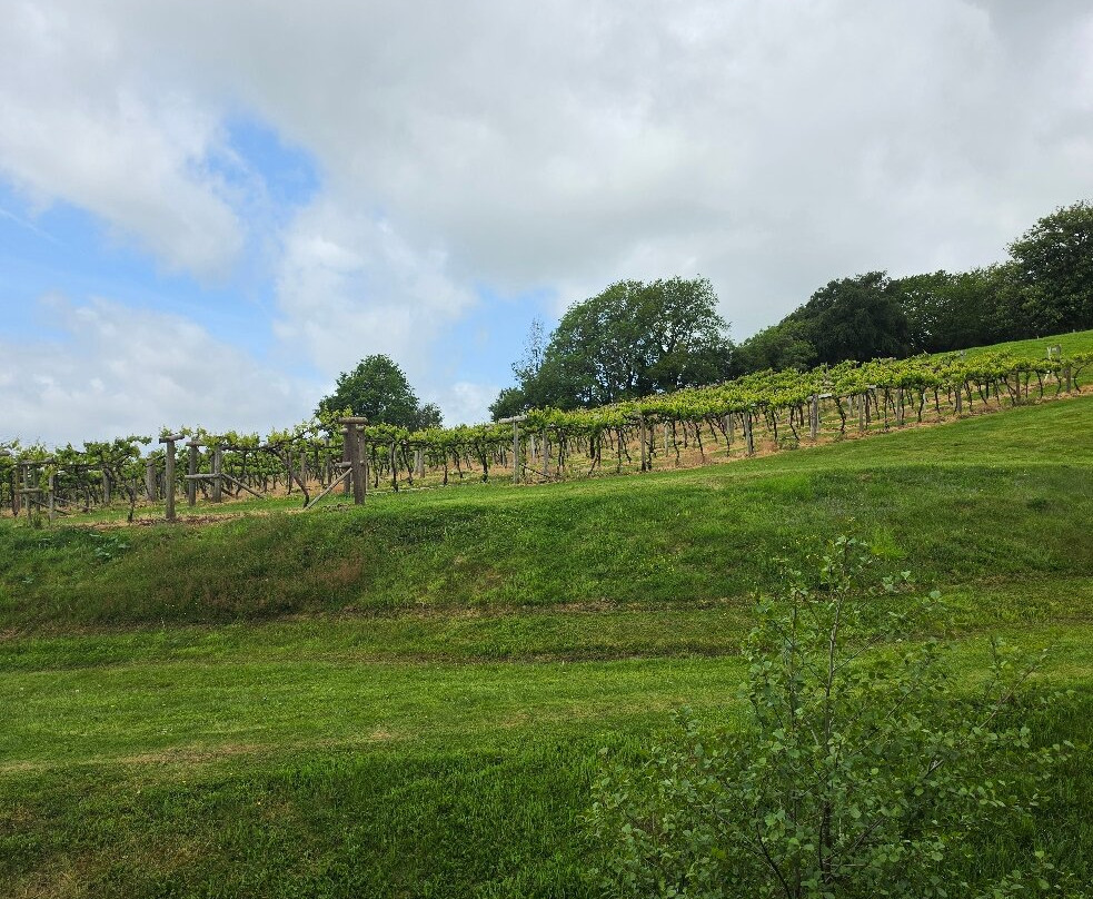 The Sugarloaf Vineyard-阿伯加文尼必去景点