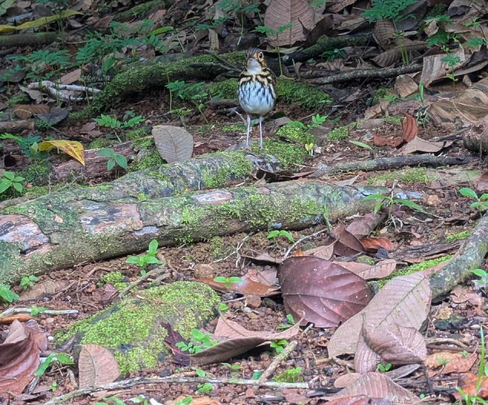 Oro Verde Biological Reserve-乌维塔必去景点