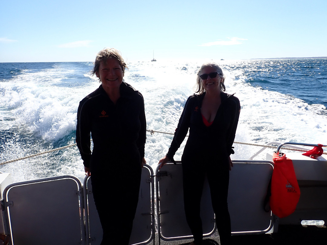 Ningaloo Whaleshark-N-Dive-埃克斯茅斯必去景点