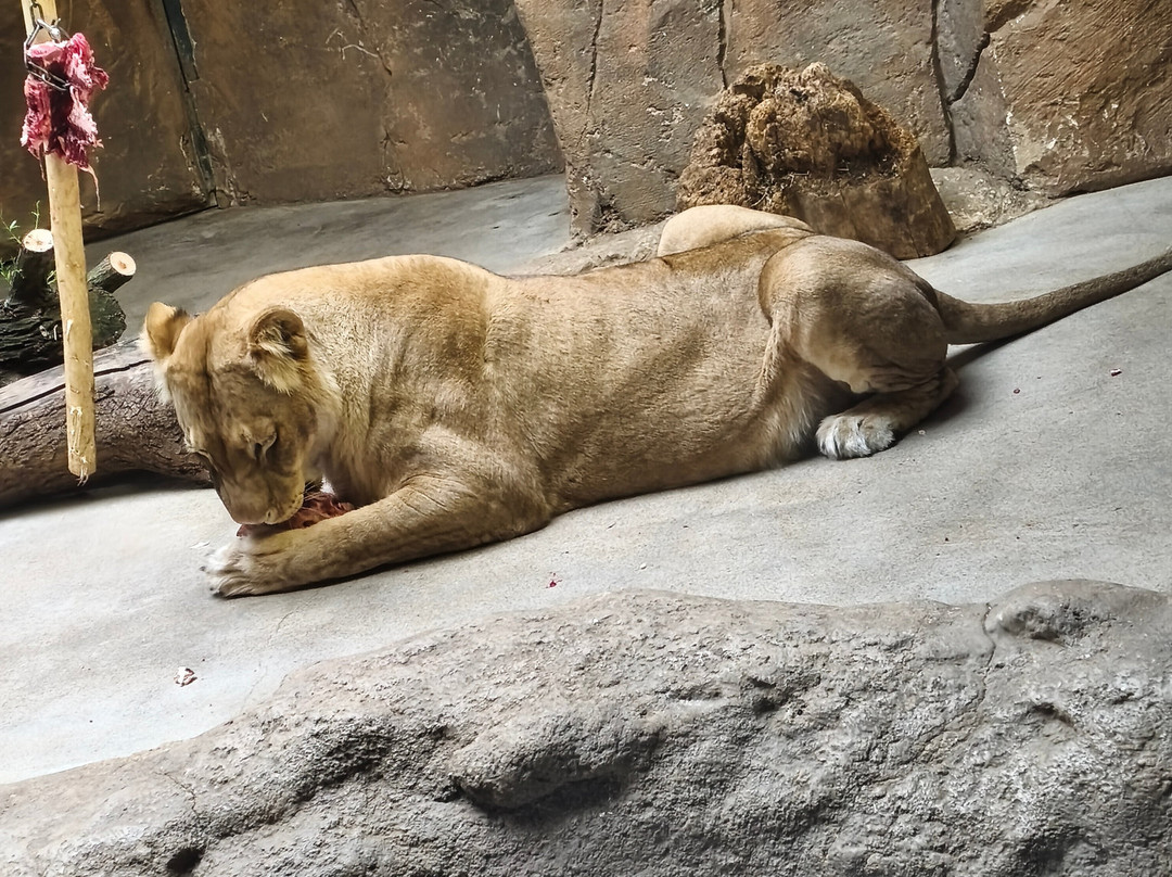 Zoo Leipzig-莱比锡必去景点