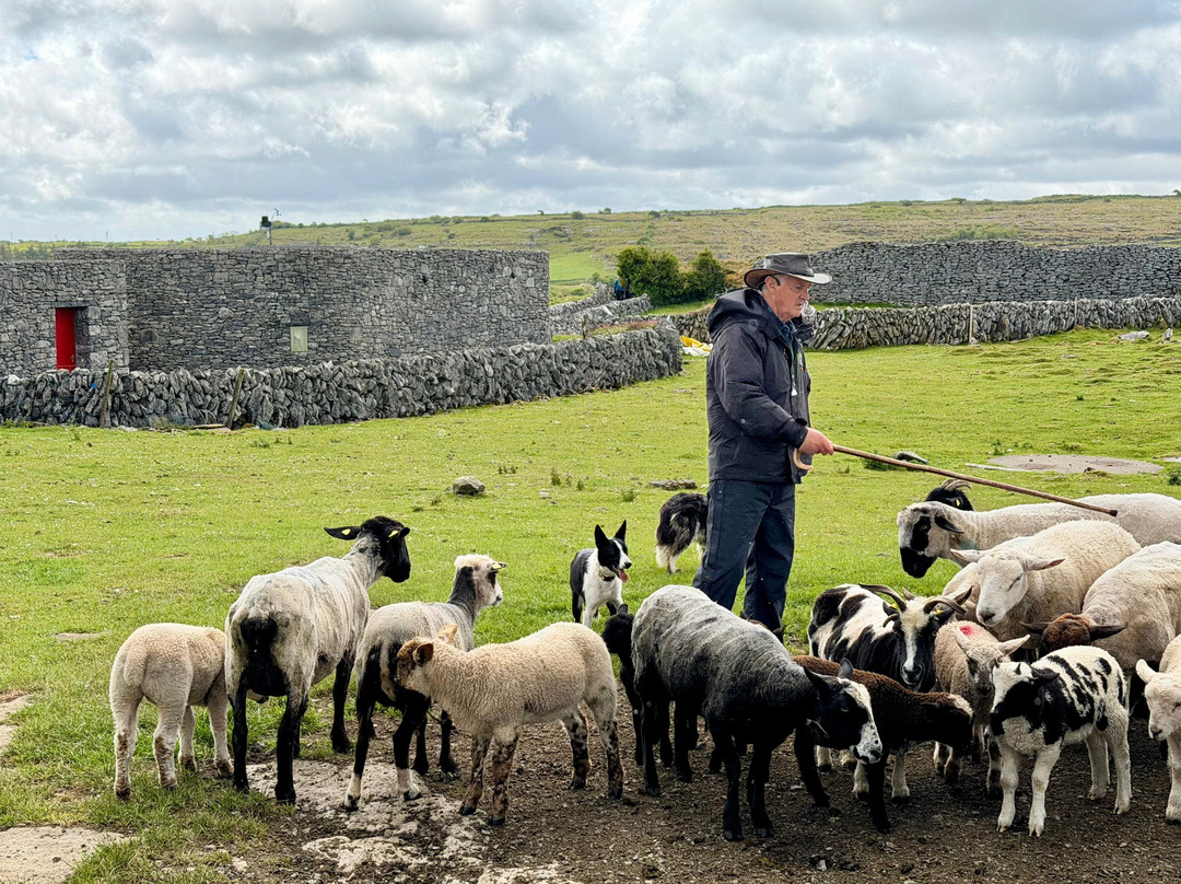 Caherconnell Stone Fort & Sheepdog Demonstrations-Caherconnell必去景点