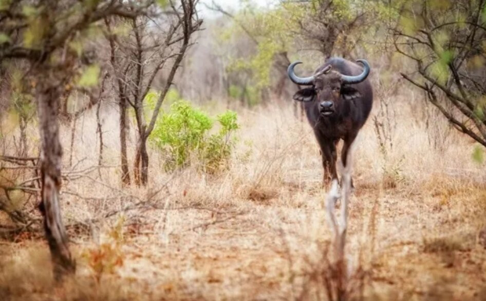 South Luangwa National Park-Mpika必去景点