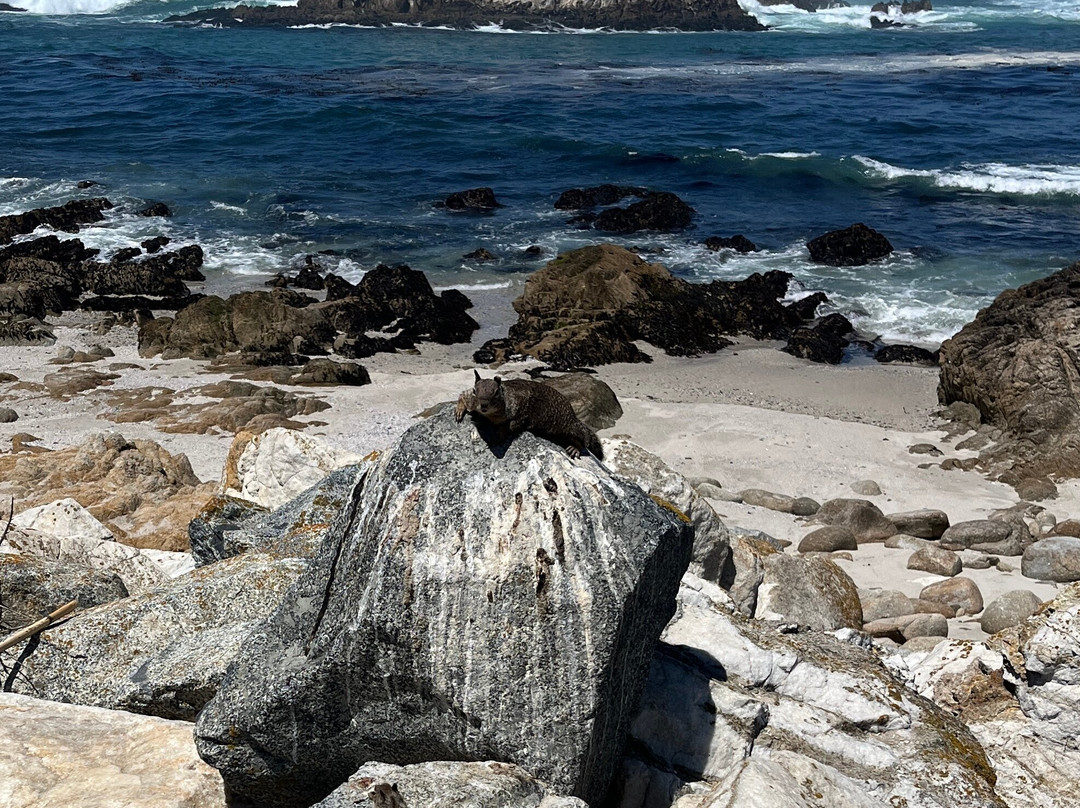 Bird Rock Vista Point-圆石滩必去景点