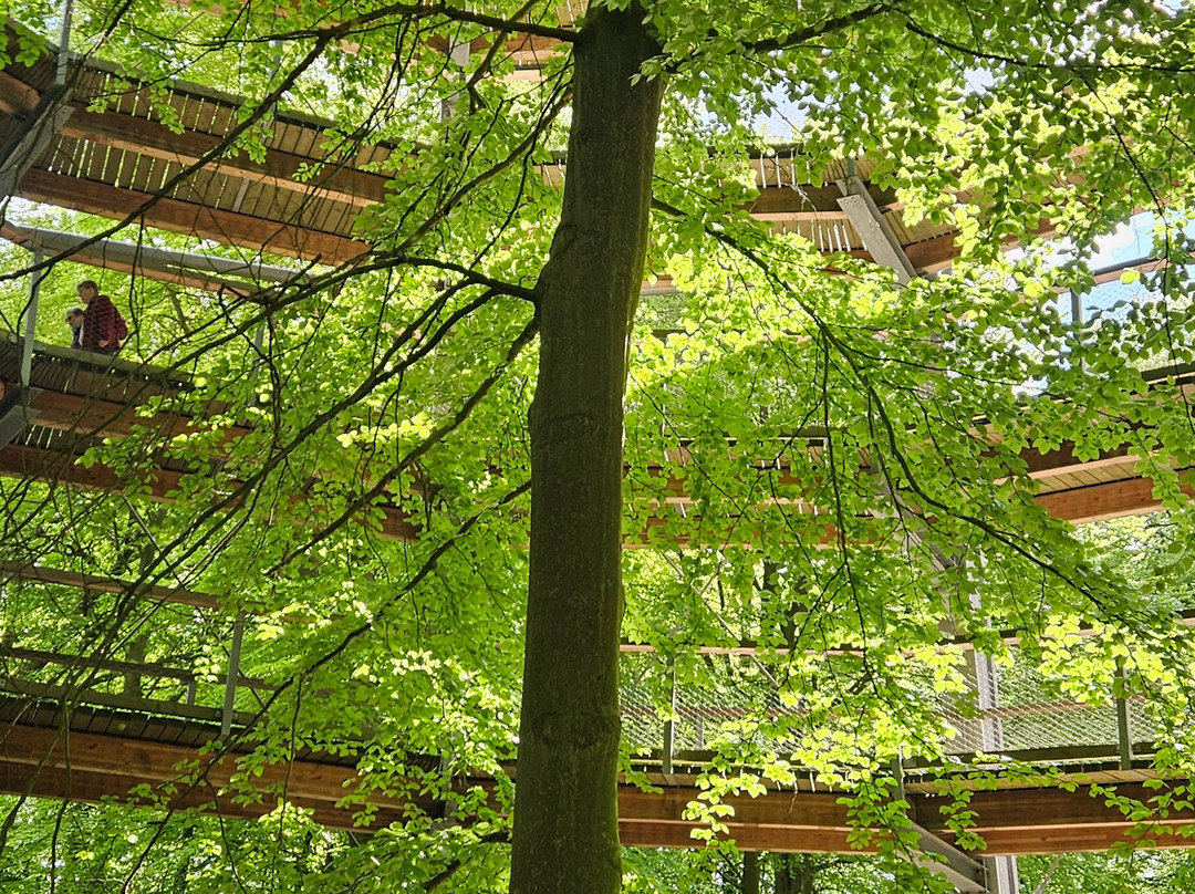 Baumwipfelpfad im Naturerbe Zentrum Rügen-奥茨巴德宾兹必去景点