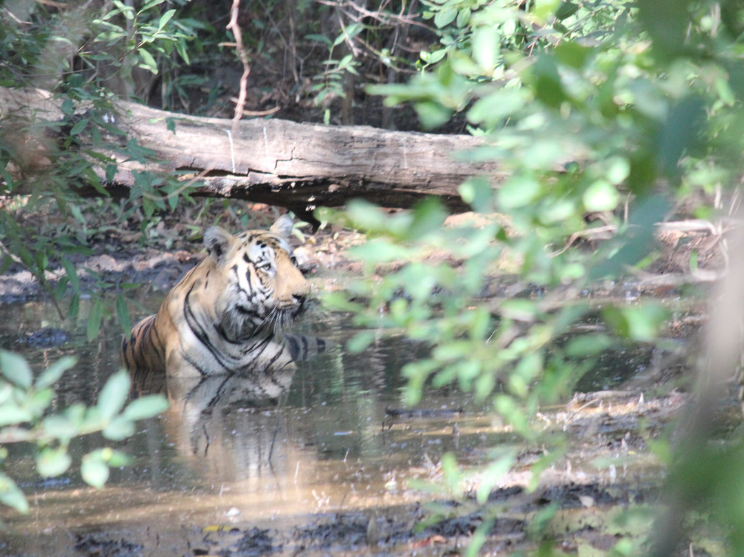 Tadoba Jungle Camp - Jungle Camps India主图