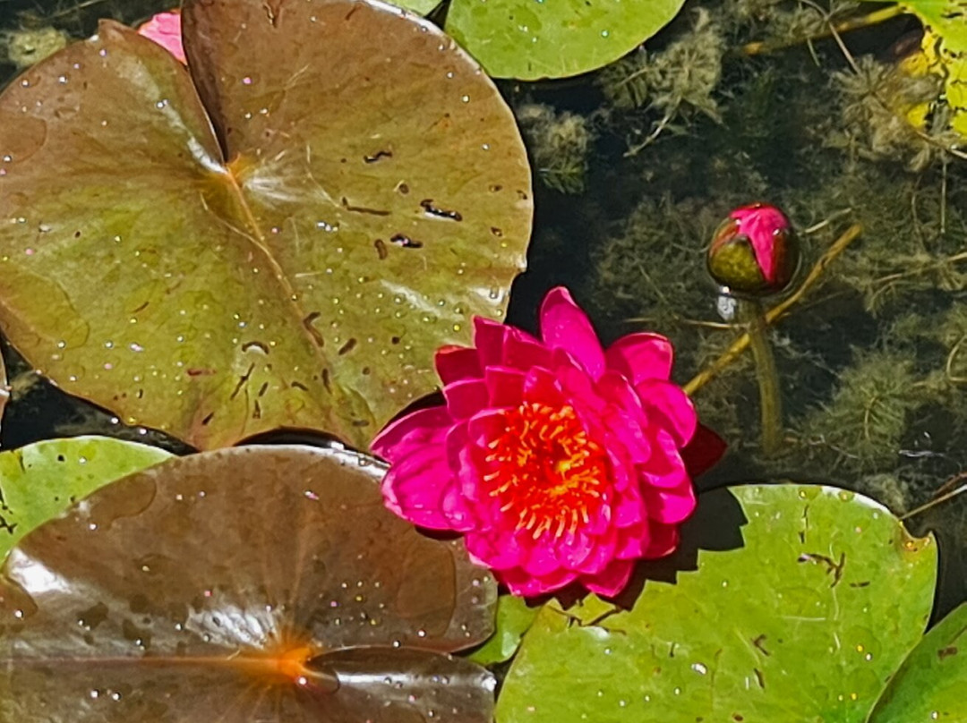 Bennetts Water Gardens-Chickerell必去景点