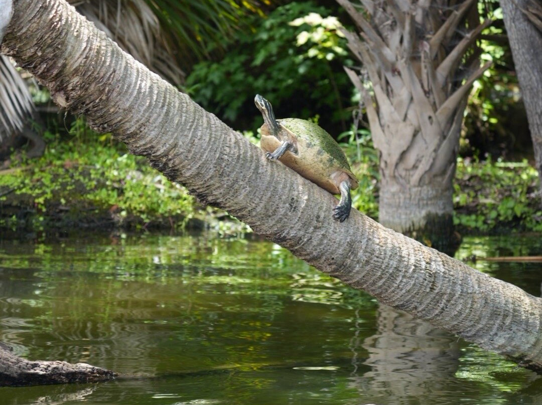 Airboat and Gator Charters-De Leon Springs必去景点