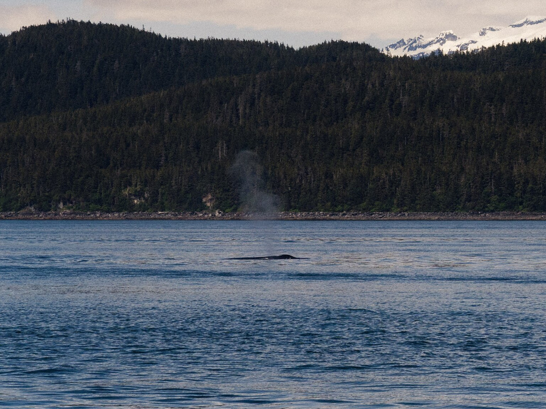 Juneau Tours & Whale Watch-朱诺必去景点