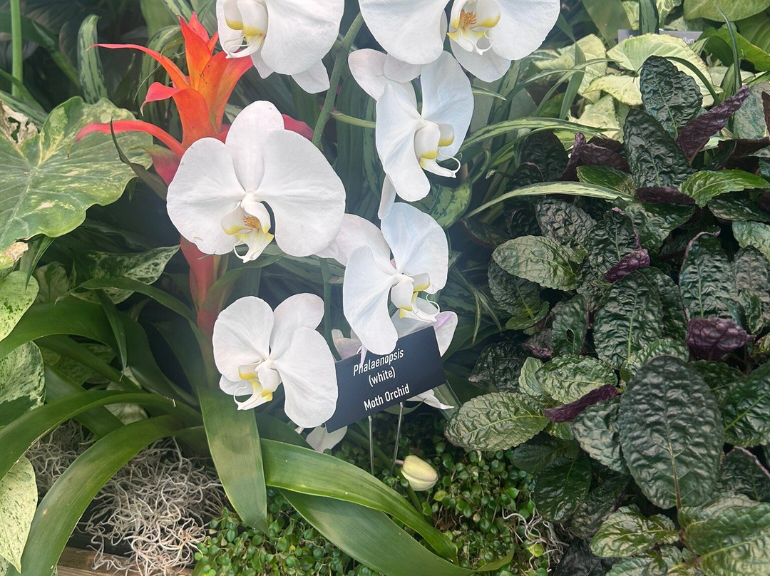 Brookgreen Gardens-默勒尔斯因莱特必去景点