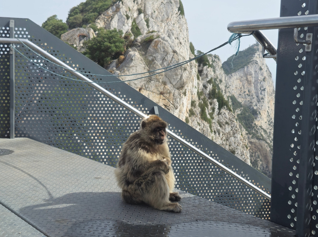 Gibraltar Rock Tours by John Lopez-直布罗陀必去景点