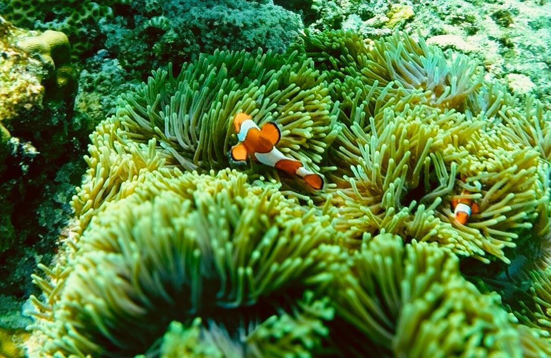 Menjangan Tour Snorkeling & Diving-Pejarakan必去景点