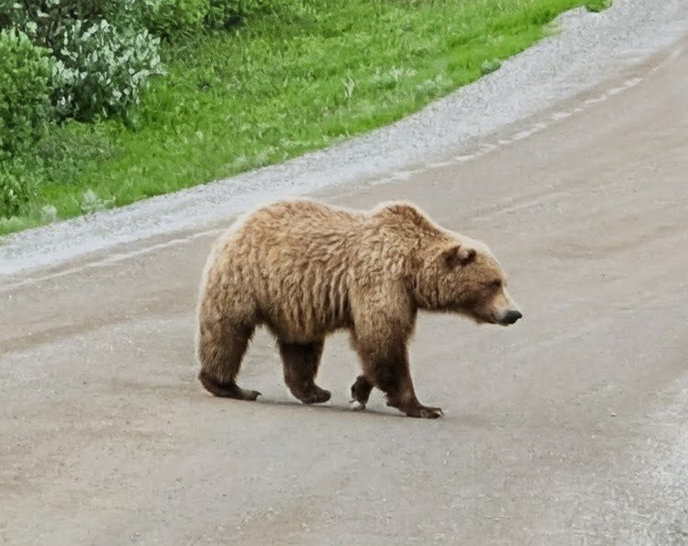 Tundra Wilderness Tour-Denali Park必去景点