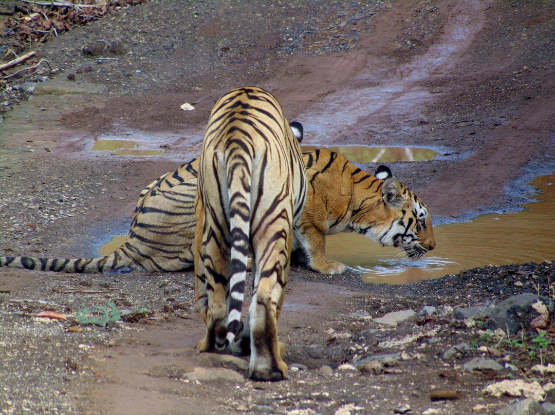 Tipai - Wildlife Luxuries主图