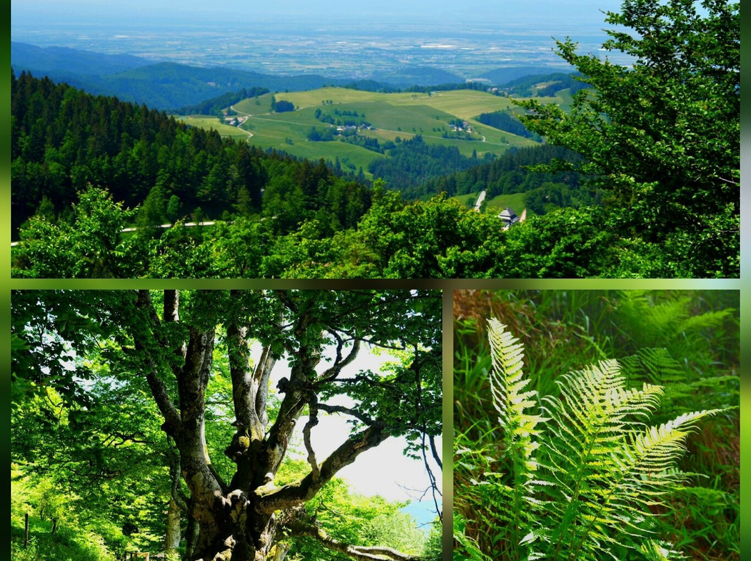 Schauinslandbahn-Horben必去景点