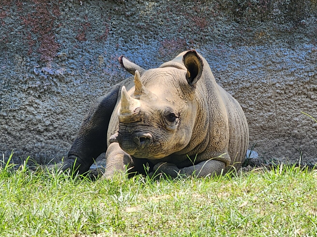 Baton Rouge Zoo-巴吞鲁日必去景点