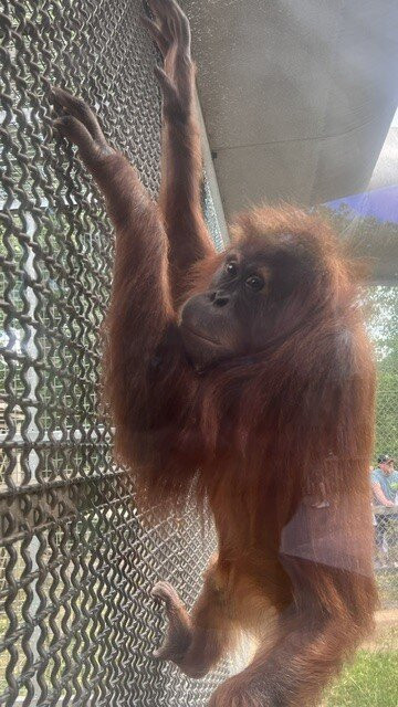 Monkey World-韦勒姆必去景点